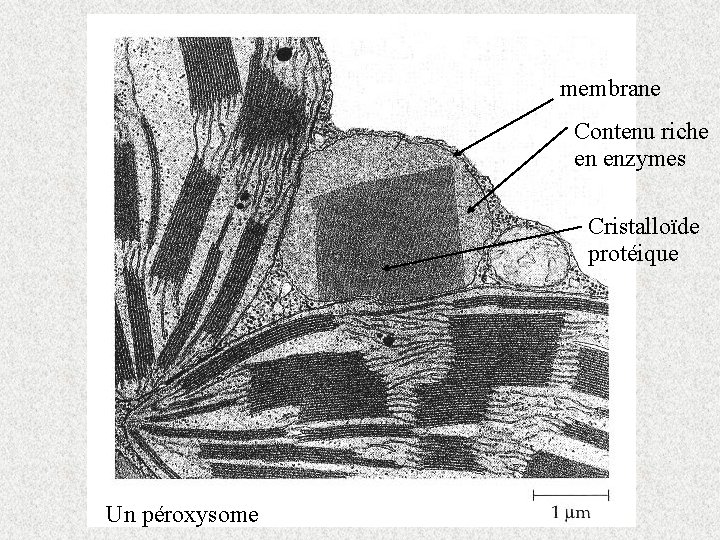 membrane Contenu riche en enzymes Cristalloïde protéique Un péroxysome 