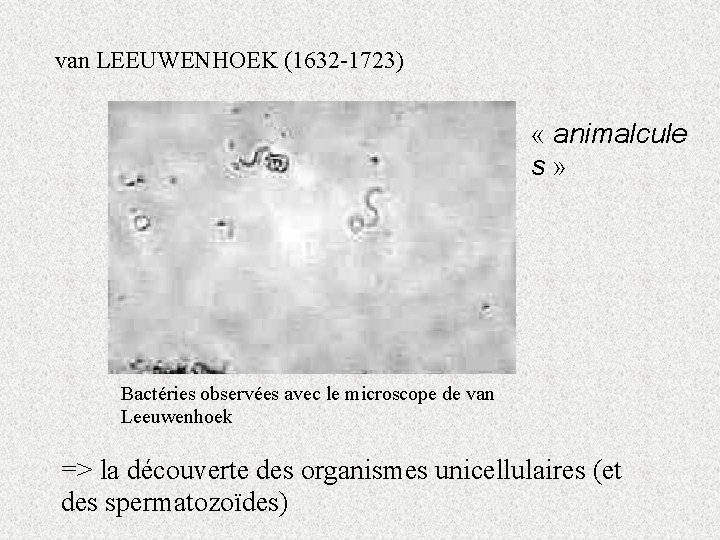 van LEEUWENHOEK (1632 -1723) « animalcule s » Bactéries observées avec le microscope de