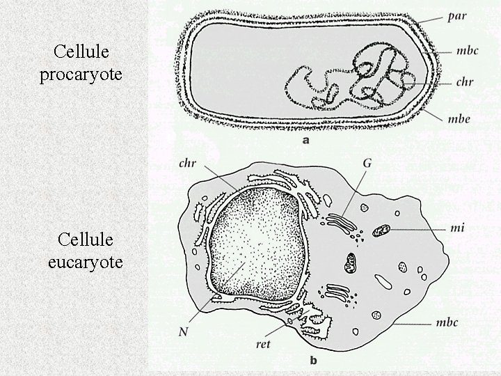 Cellule procaryote Cellule eucaryote 