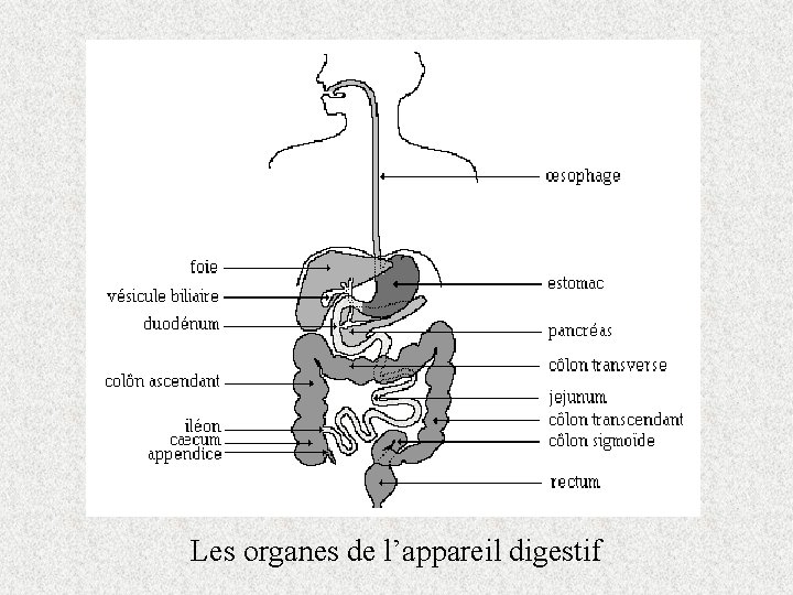 Les organes de l’appareil digestif 