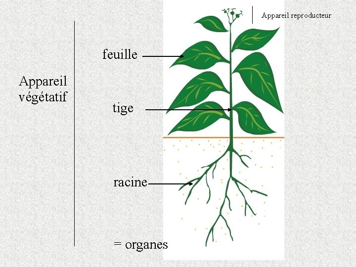 Appareil reproducteur feuille Appareil végétatif tige racine = organes 