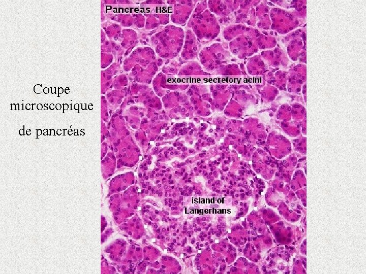 Coupe microscopique de pancréas 