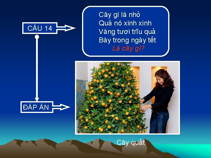 C U 14 Cây gì lá nhỏ Quả nó xinh Vàng tươi trĩu quả