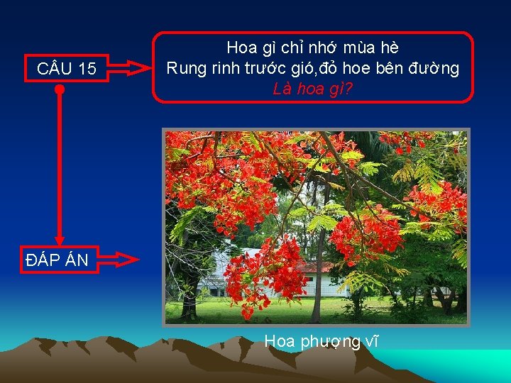 C U 15 Hoa gì chỉ nhớ mùa hè Rung rinh trước gió, đỏ