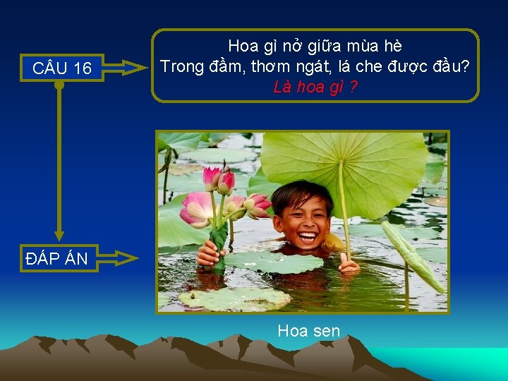 C U 16 Hoa gì nở giữa mùa hè Trong đầm, thơm ngát, lá