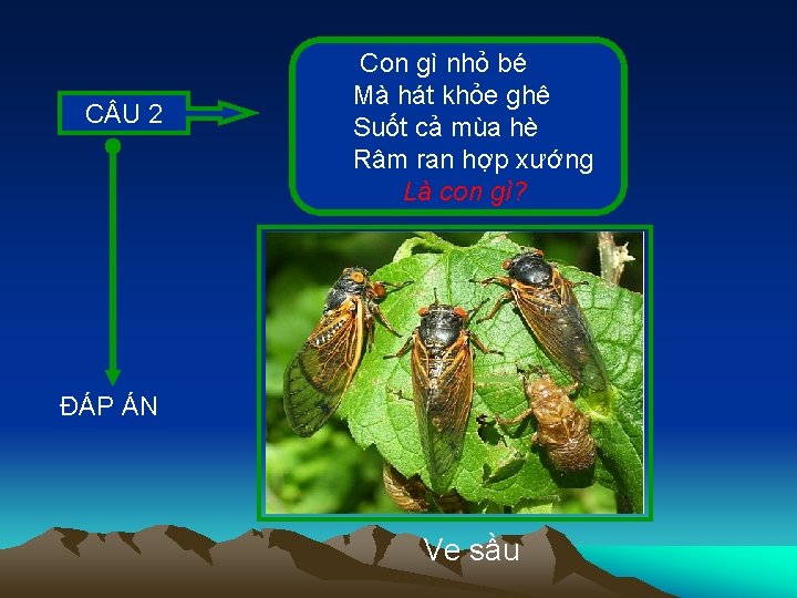 C U 2 Con gì nhỏ bé Mà hát khỏe ghê Suốt cả mùa