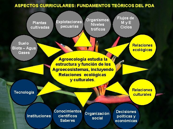 ASPECTOS CURRICULARES: FUNDAMENTOS TEÓRICOS DEL PDA Plantas cultivadas Explotaciones Organismos Niveles pecuarias tróficos Suelo