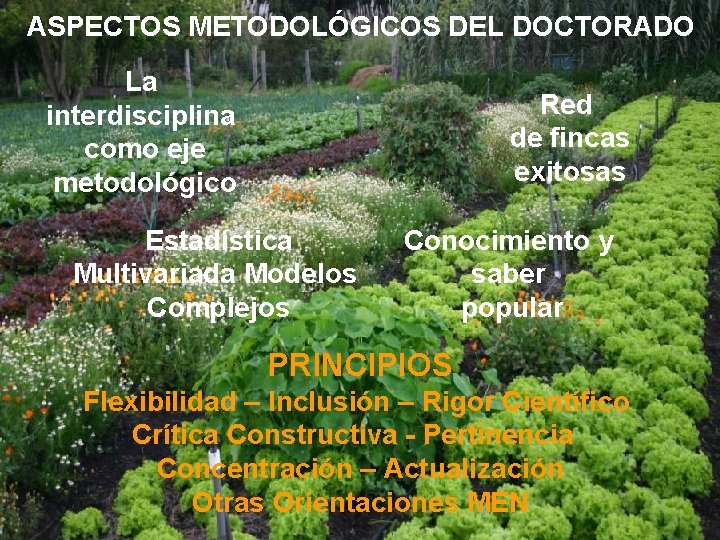 ASPECTOS METODOLÓGICOS DEL DOCTORADO La interdisciplina como eje metodológico Red de fincas exitosas Estadística