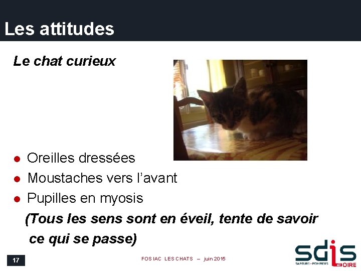 Les attitudes Le chat curieux Oreilles dressées l Moustaches vers l’avant l Pupilles en