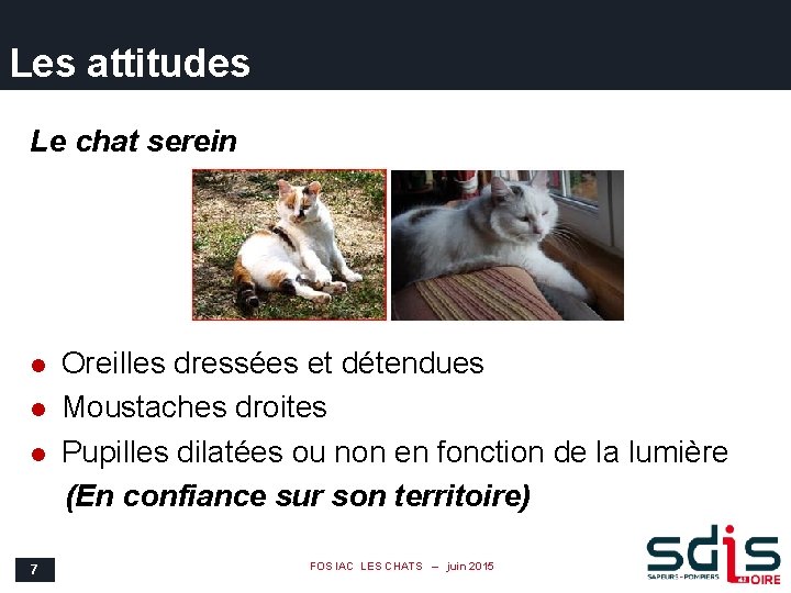 Les attitudes Le chat serein l l l 7 Oreilles dressées et détendues Moustaches