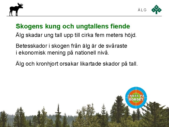 ÄLG Skogens kung och ungtallens fiende Älg skadar ung tall upp till cirka fem