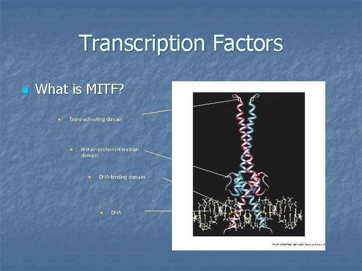 Transcription Factors n What is MITF? n Trans-activating domain n Protein-protein interaction domain n