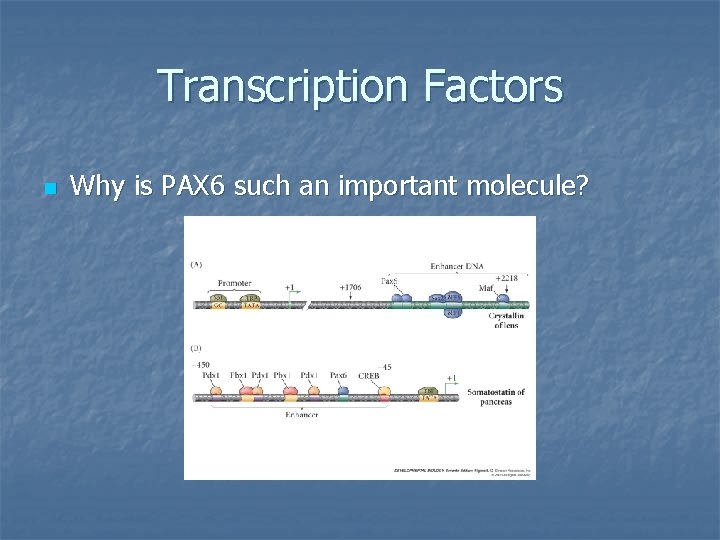 Transcription Factors n Why is PAX 6 such an important molecule? 