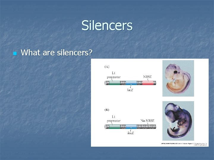 Silencers n What are silencers? 