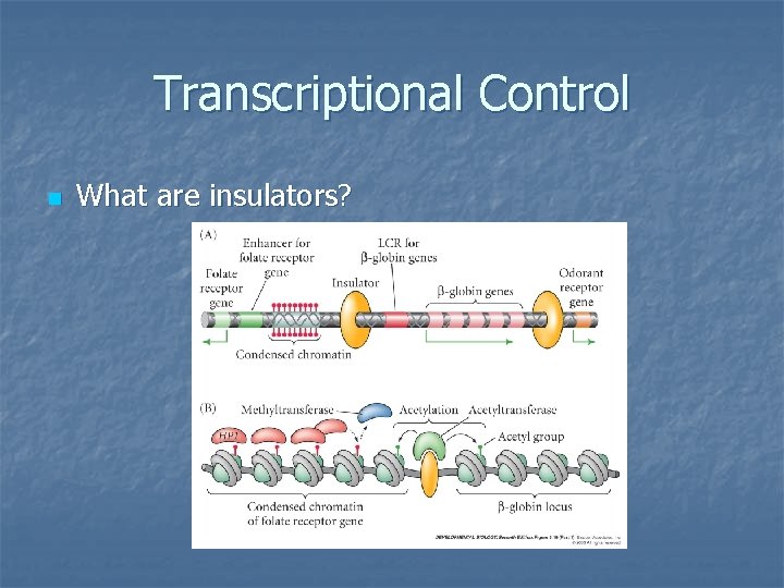 Transcriptional Control n What are insulators? 