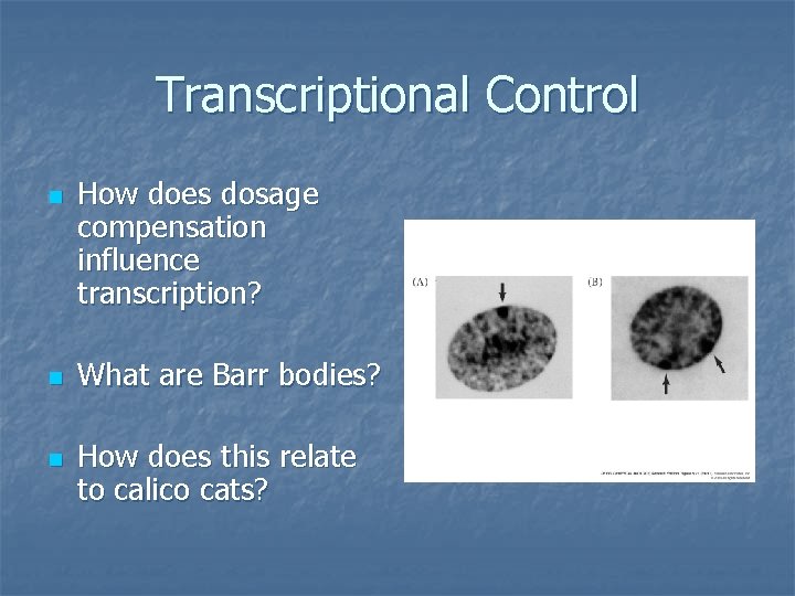 Transcriptional Control n n n How does dosage compensation influence transcription? What are Barr