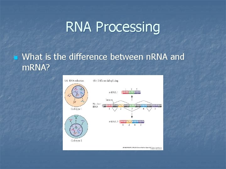 RNA Processing n What is the difference between n. RNA and m. RNA? 