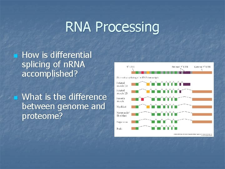 RNA Processing n n How is differential splicing of n. RNA accomplished? What is