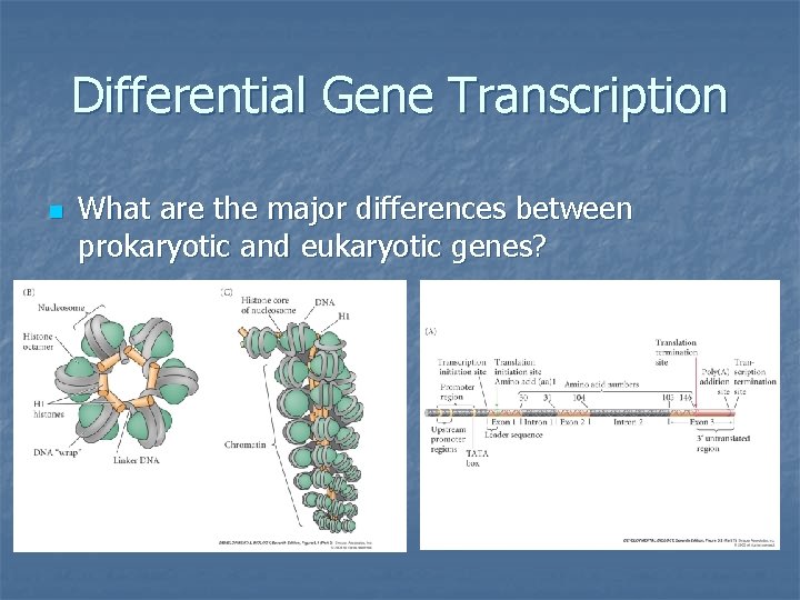 Differential Gene Transcription n What are the major differences between prokaryotic and eukaryotic genes?