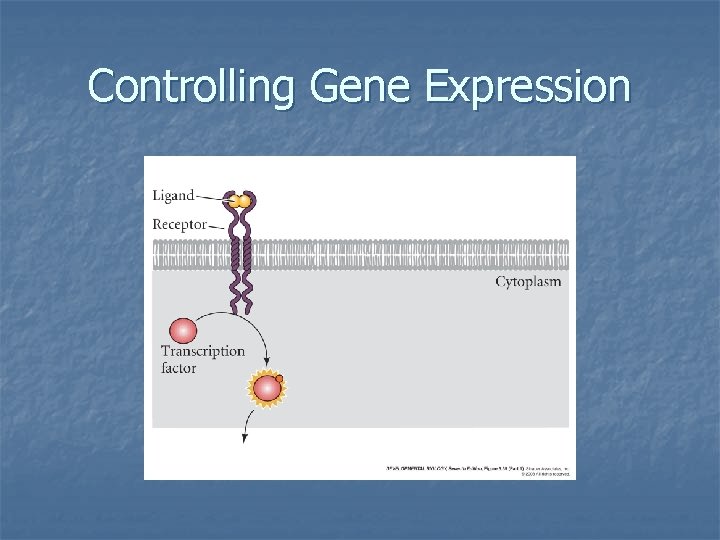 Controlling Gene Expression 