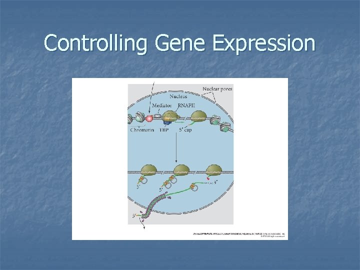 Controlling Gene Expression 