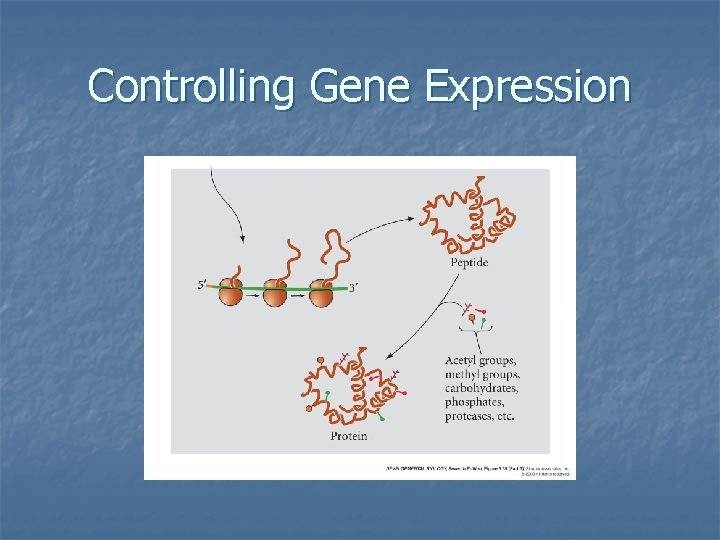 Controlling Gene Expression 