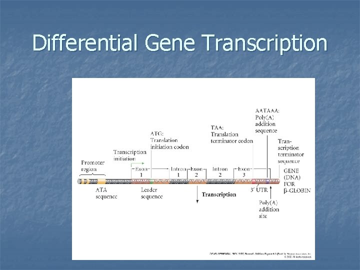 Differential Gene Transcription 