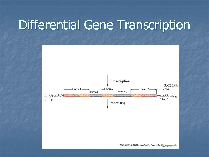 Differential Gene Transcription 