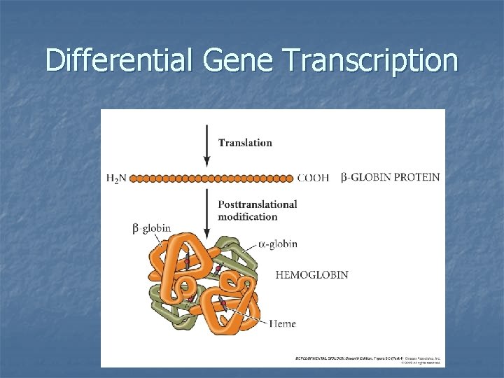 Differential Gene Transcription 