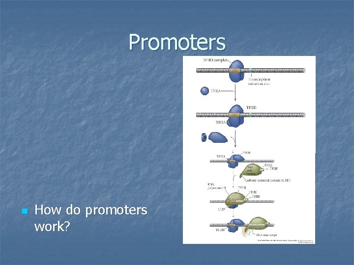 Promoters n How do promoters work? 