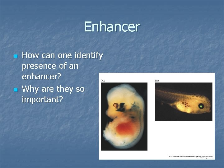 Enhancer n n How can one identify presence of an enhancer? Why are they