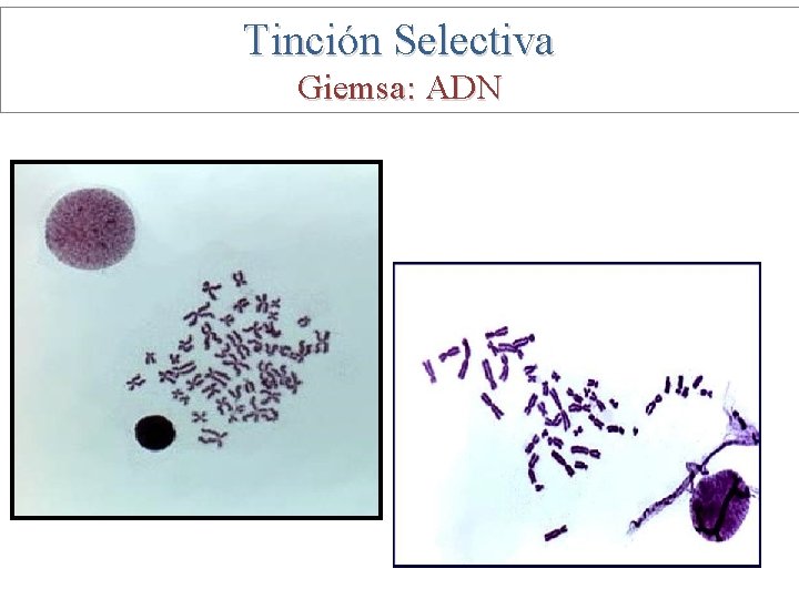 Tinción Selectiva Giemsa: ADN 