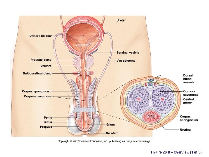 Figure 26 -8 – Overview (1 of 3) 