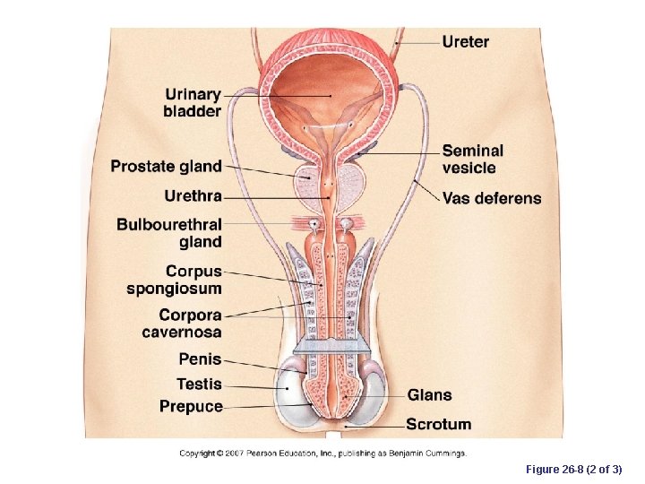 Figure 26 -8 (2 of 3) 