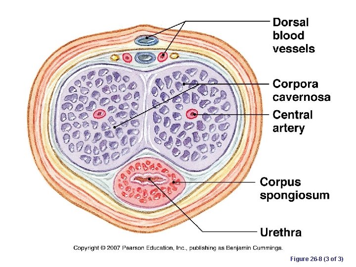 Figure 26 -8 (3 of 3) 