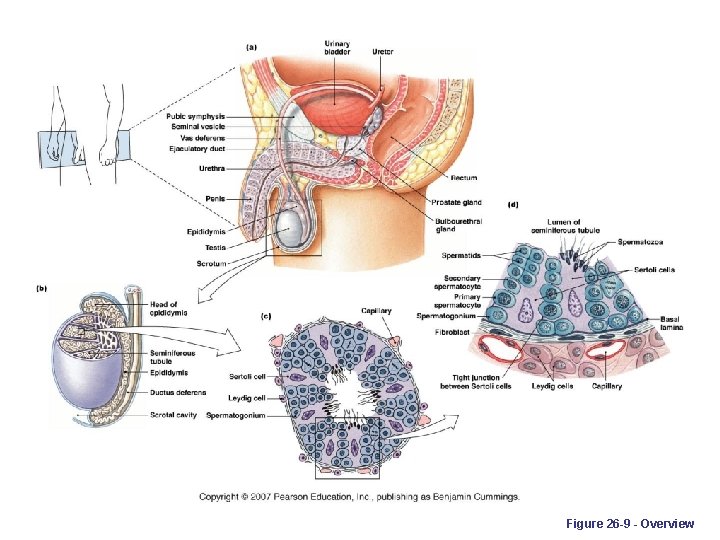 Figure 26 -9 - Overview 