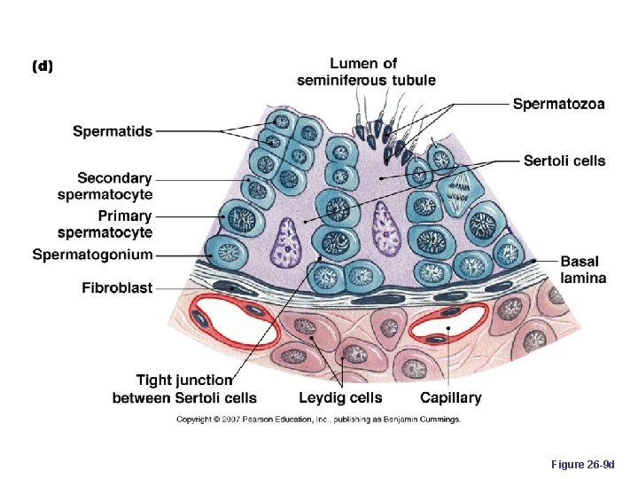 Figure 26 -9 d 