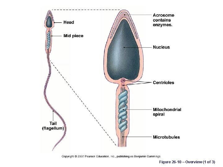 Figure 26 -10 – Overview (1 of 3) 