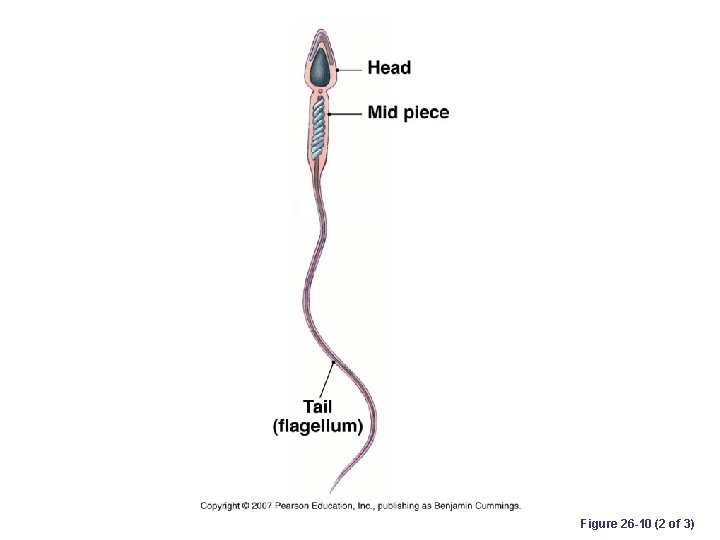 Figure 26 -10 (2 of 3) 