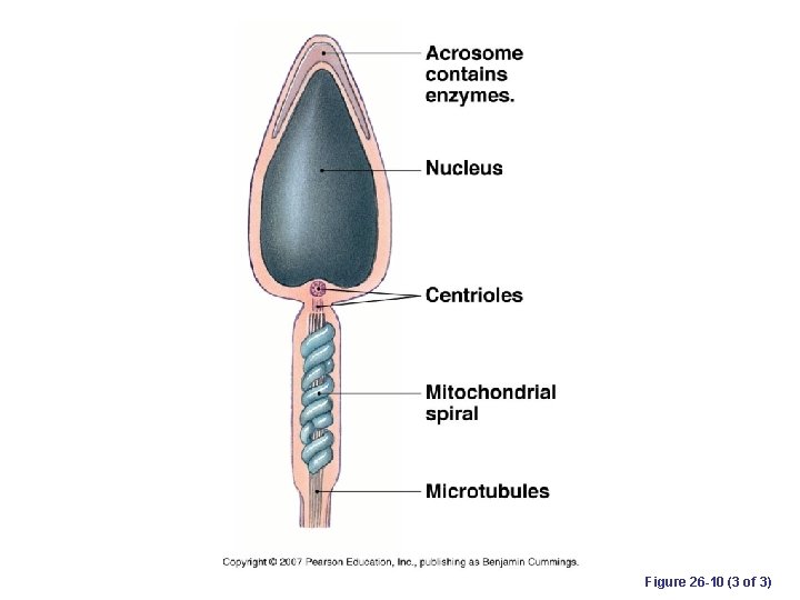 Figure 26 -10 (3 of 3) 