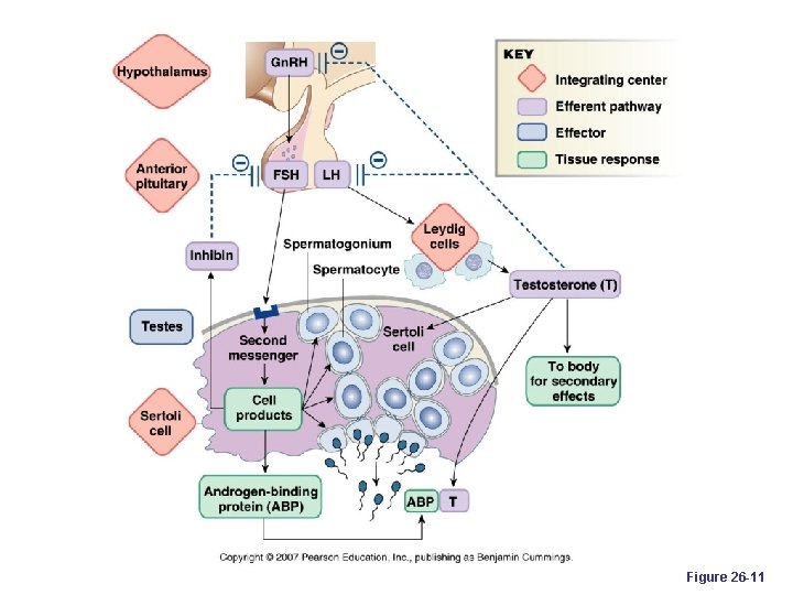 Figure 26 -11 