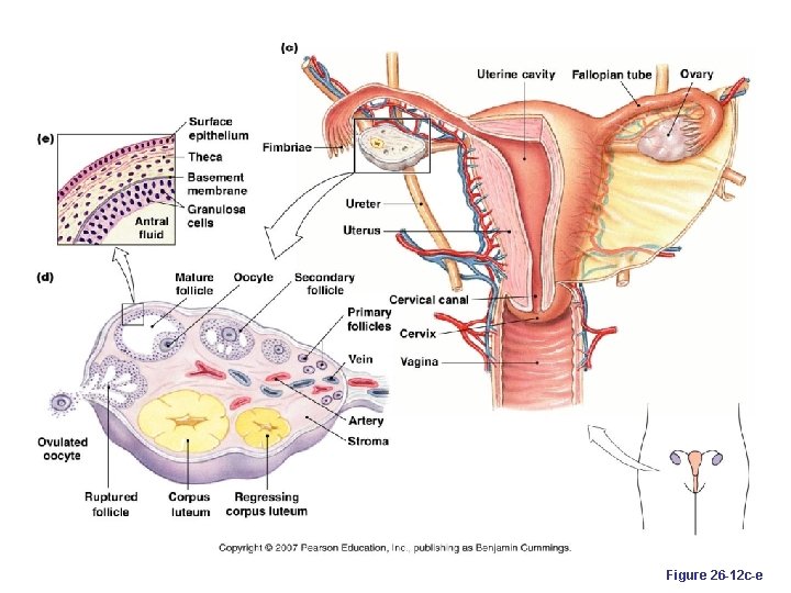 Figure 26 -12 c-e 