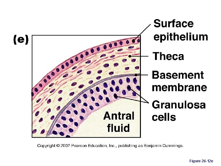 Figure 26 -12 e 