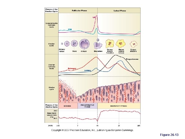 Figure 26 -13 