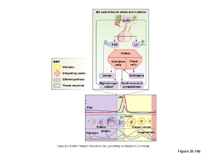 Figure 26 -14 b 