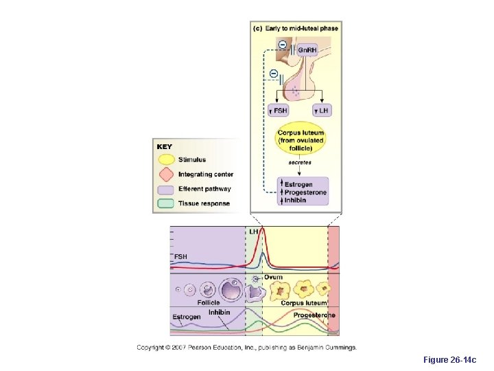 Figure 26 -14 c 