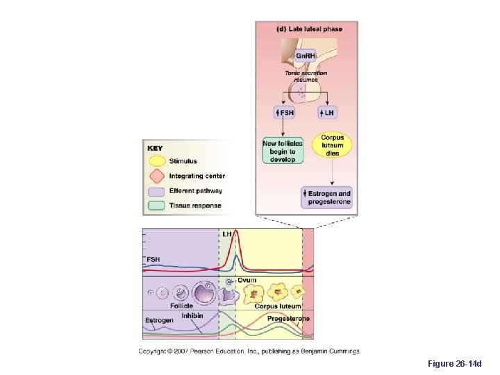 Figure 26 -14 d 