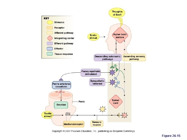 Figure 26 -15 