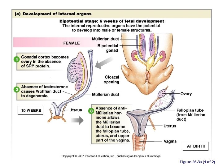 Figure 26 -3 a (1 of 2) 