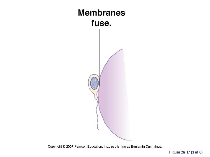 Figure 26 -17 (3 of 6) 